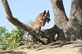 MALINOIS 179